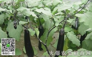 《揭秘温室茄子种植奥秘：如何提升产量与品质？》