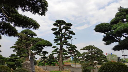 桂花树种植技术培训：揭秘桂花种植的五大关键步骤
