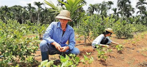 桑黄种植新篇章：如何高效学习桑黄种植技术？