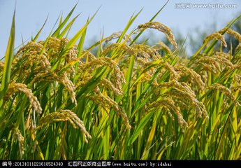 稻谷种植技术升级：揭秘高效产量的秘密