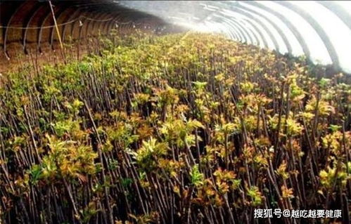 揭秘大棚香椿种植秘籍：如何打造绿色财富新通道？