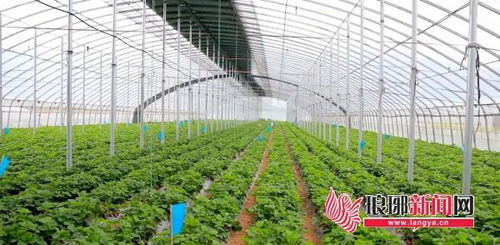《大棚蔬菜种植管理：揭秘高效益的秘密武器》
