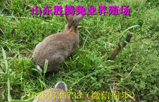 野兔养殖新篇章：揭秘高效种植与管理之道