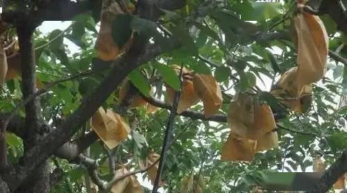 《揭秘释迦果种植奥秘：视频教学助你轻松掌握高效技术》