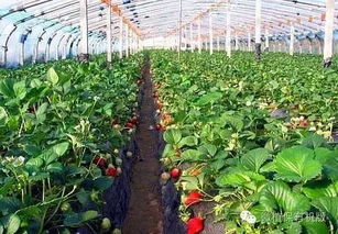 《揭秘温室草莓高效种植管理：让果实更甜、产量更高！》