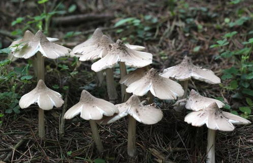 揭秘鸡枞种植之谜：技术革新助力产业升级