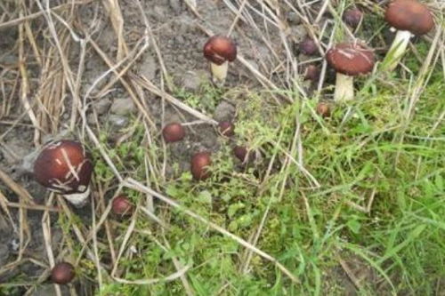 《揭秘蘑菇种植：如何打造高效、环保的生态农业模式？》