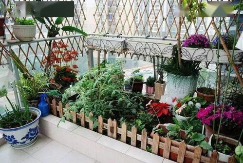《阳台种植新趋势：如何打造您的绿色小天地？》