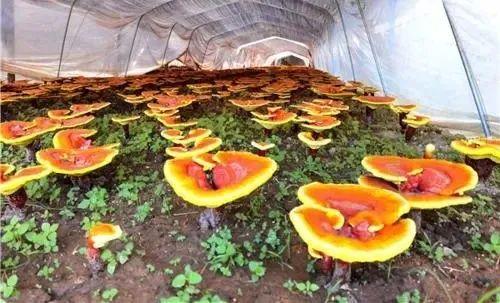 玉米地变身“绿色宝库”：揭秘玉米地种植灵芝的全新技术