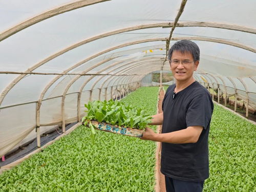 揭秘大棚生菜种植秘籍：如何提高产量与品质？