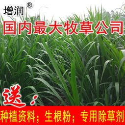 《揭秘高效牧草种植：二十种技术助您牧场丰收》