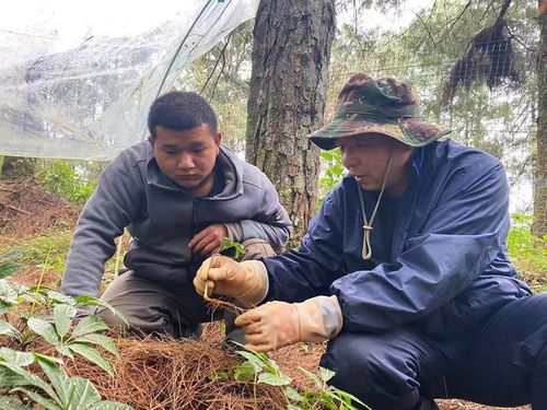 【云南三七种植揭秘】探秘高效种植技术，提升产量与品质