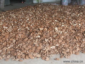 山东冠县灵芝种植新篇章：揭秘高效种植技术助力产业发展