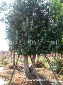 杨梅树种植技术揭秘：探寻最佳种植区域，助力产业发展