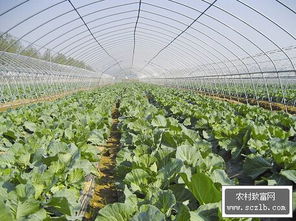 蔬菜种植技术管理：揭秘高效农业的秘密武器
