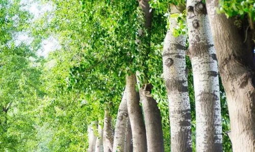 107杨树种植技术要点揭秘：如何让绿色财富滚滚而来？