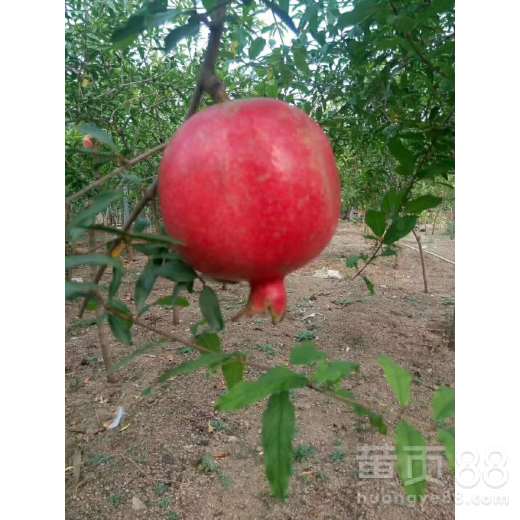 揭秘石榴苗种植技巧：如何培育优质石榴树？