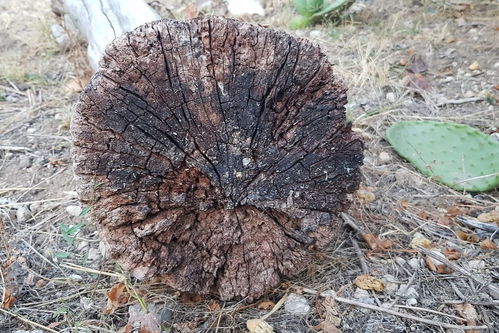 椴木桑黄种植技术揭秘：如何培育出高品质的“森林黄金”？