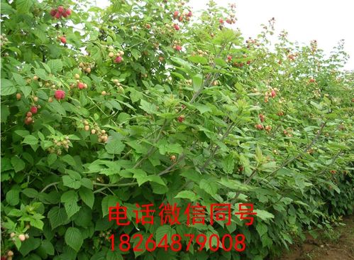 《呼和浩特树莓种植技术揭秘：如何打造高品质树莓产业？》