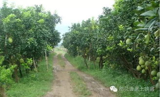 山柚种植技术解析：揭秘绿色财富的秘密