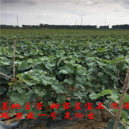 浪漫红颜葡萄，如何培育出高品质果实？
