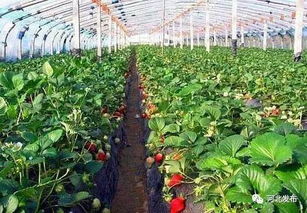 早春大棚蔬菜种植攻略：揭秘高效益的秘密武器