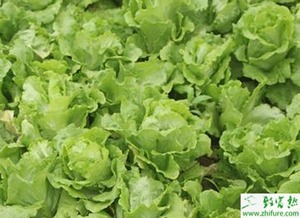 《绿色未来：揭秘生菜种植技术及行业前景》