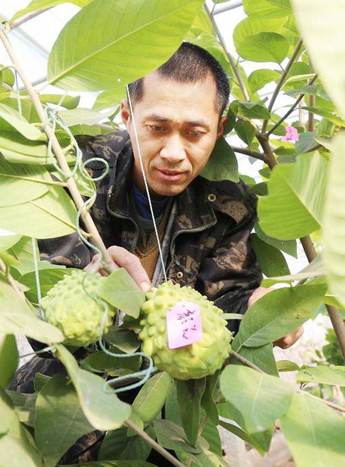 揭秘释迦种植技术：如何让“果中黄金”高产优质？