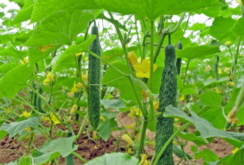 《黄瓜种植技术宝典：揭秘高效高产的秘密武器》