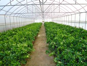 揭秘高效农业：大棚种植技术革新之路