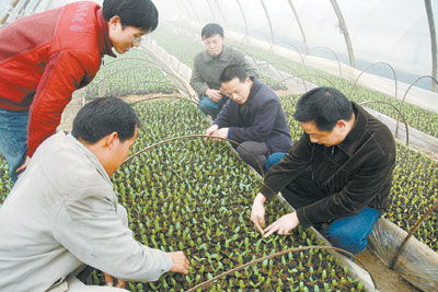 揭秘大鹏西瓜种植奥秘：管理技术助力高产高效