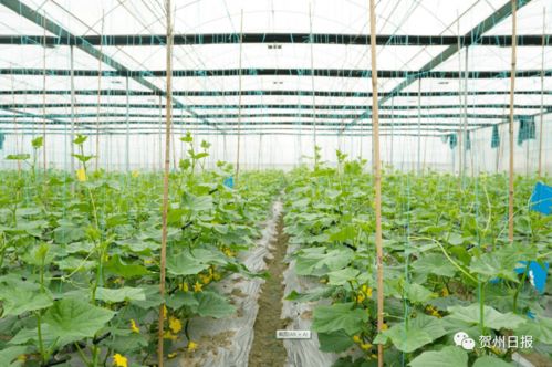 《芋头种植技术解析：肥料选择与科学施肥之道》