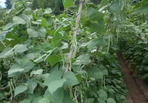 《露天四季豆种植：揭秘高效栽培秘籍，让豆角丰收不再难！》