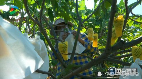 《揭秘释迦树种植奥秘：如何打造绿色生态宝库？》