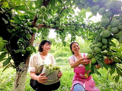 《黄金奈李：揭秘高效种植技术，助力果农增收新篇章》