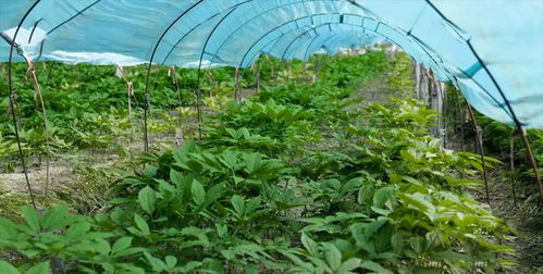 揭秘林下参种植新篇章：绿色农业的未来之星
