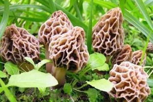 探秘虎掌菌种植：揭秘高价值食用菌栽培技术