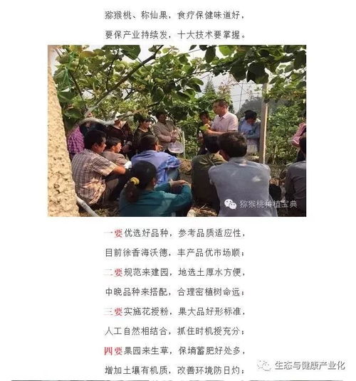 揭秘猕猴桃种植奥秘：技术与管理的黄金法则