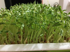 小白菜芽苗菜种植技术揭秘：培育健康苗芽的秘密武器