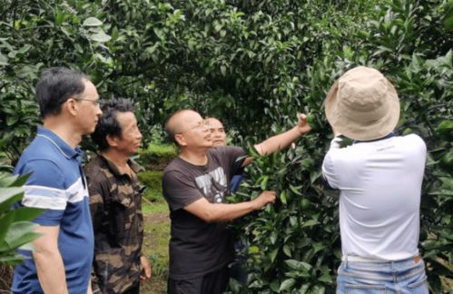 柑橘种植技术培训：揭秘高效柑橘园管理的秘诀