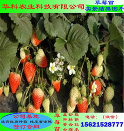 《揭秘高效大棚草莓种植：如何打造丰产优质果品？》