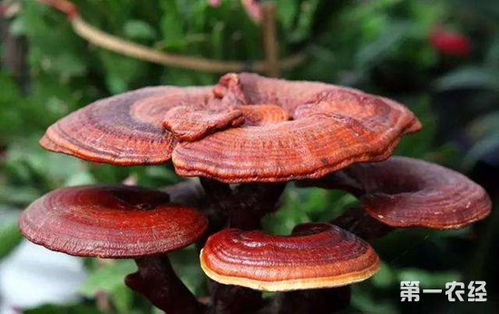 灵芝种植技术视频大全：揭秘现代灵芝栽培的奥秘与技巧