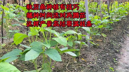 《秋豆角的黄金种植季：最佳时间与技术揭秘》