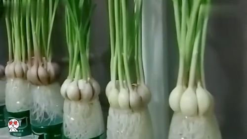 大蒜种植技术全攻略：如何提高产量与品质？