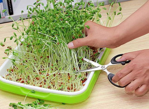 《荞麦苗芽苗菜种植技术揭秘：绿色食品的新宠儿如何培育？》