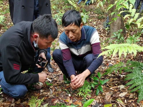 揭秘灵芝种植奥秘：去哪里学这门高薪技能？