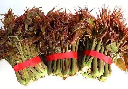 香椿种植新篇章：揭秘高效技术与市场销售策略