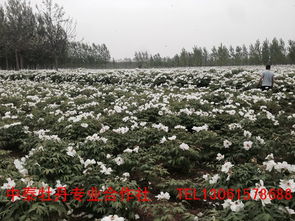 《揭秘油用牡丹种植奥秘：技术与收益双赢之道》