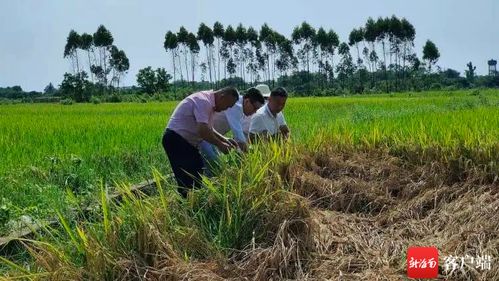 农业种植技术革新：未来农业的“秘密武器”