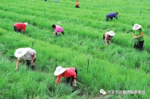 香葱种植攻略：如何打造高产优质的葱园？
